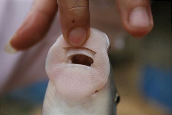 Đôi môi này có tác dụng bám vào đá, chống dòng nước chảy và cũng là một công cụ để mút rêu – thức ăn khoái khẩu của cá anh vũ. Ảnh: Đỗ Doãn Hoàng.