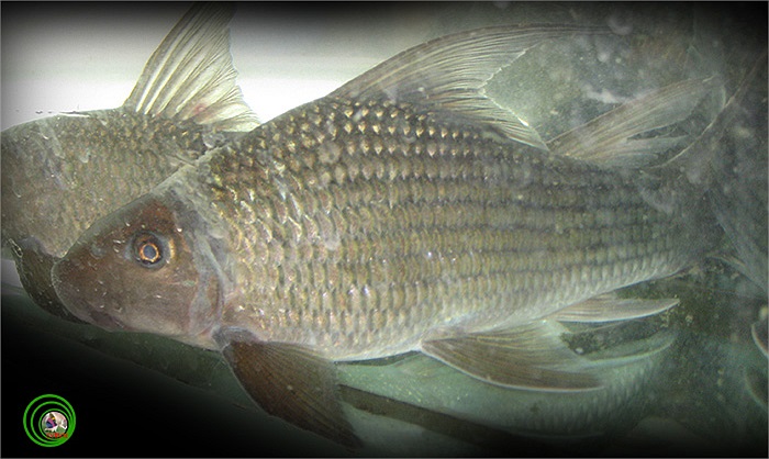 Cá anh vũ là một loài cá khó đánh bắt do chúng thường trú ẩn trong hang hốc dưới đáy sông, và chỉ xuất hiện nhiều vào mùa rét. Ảnh: Vncreatures.net.