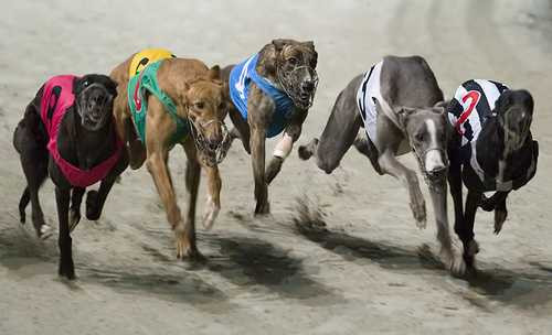 Đua chó