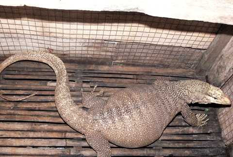 con thằn lằn 8kg