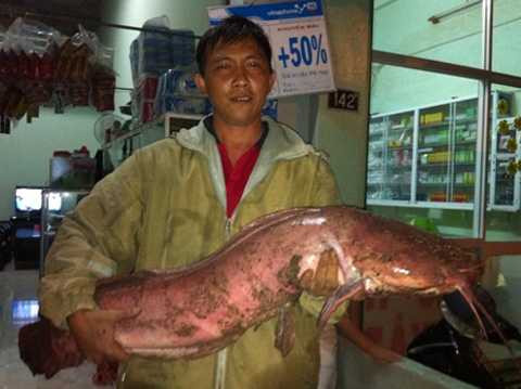 con cá trê, dài hơn 1m