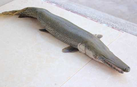 con cá lạ có trọng lượng 1,7 kg và dài 60 cm