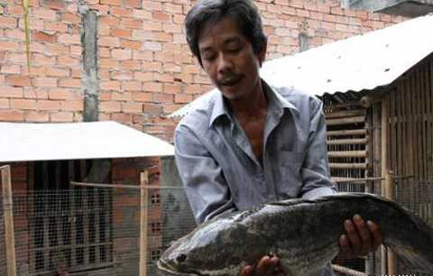 cá lóc khổng lồ nặng tới 6kg. 