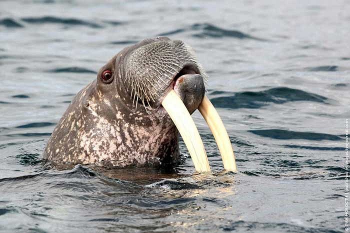 Loài hải mã thường chỉ sinh sống ở Thái Bình Dương, tập trung nhiều nhất ở phía Bắc, ngoài khơi bờ biển Nhật Bản và vùng Viễn Đông – Nga.