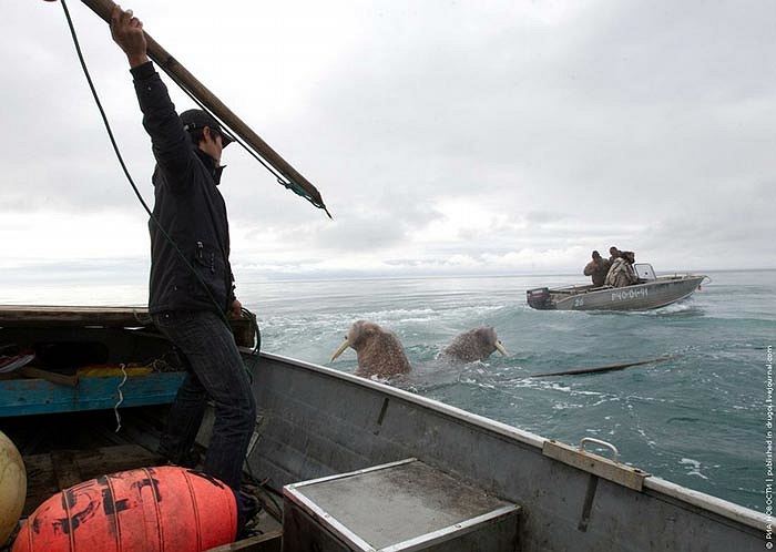 Theo ước lượng của các chuyên gia, vào những năm 1990 thì số lượng của chúng thời điểm đó chỉ vào khoảng 200 ngàn cá thể.