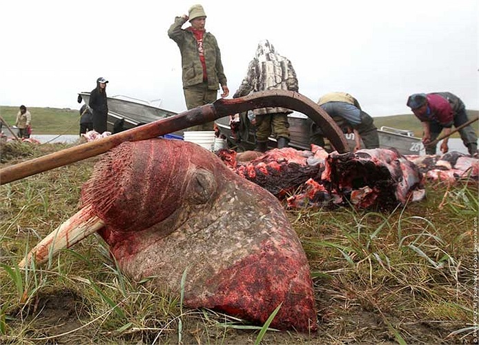 Không ai để ý đến tình trạng thảm thương của những con vật hiền lành này, bởi đơn giản đó là công việc để nuôi sống bản thân và gia đình họ.