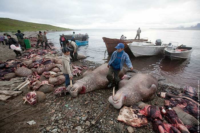 Hàng trăm con hải mã bị giết chết mỗi năm, vào thời điểm chúng tập trung tại khu vực Bắc Thái Bình Dương để ghép đôi và giao phối.