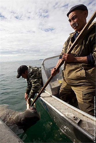 Tuy nhiên cho đến tận ngày nay những thợ săn tại khu vực Chukotka (Viễn Đông – Nga) vẫn âm thầm tiếp tục công việc “truyền thống” đẫm máu của mình.