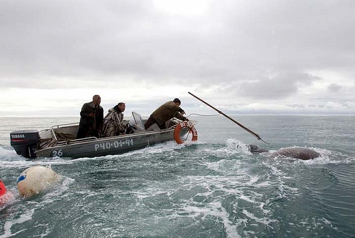 Đây đúng là công việc mà những người đàn ông địa phương đã được truyền lại qua nhiều thế hệ. Chính vì vậy mà họ rất thành thạo và nhẫn tâm.