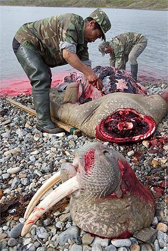 Người ta săn bắt hải mã để lấy thịt, da, răng nanh và nhiều phụ phẩm khác.