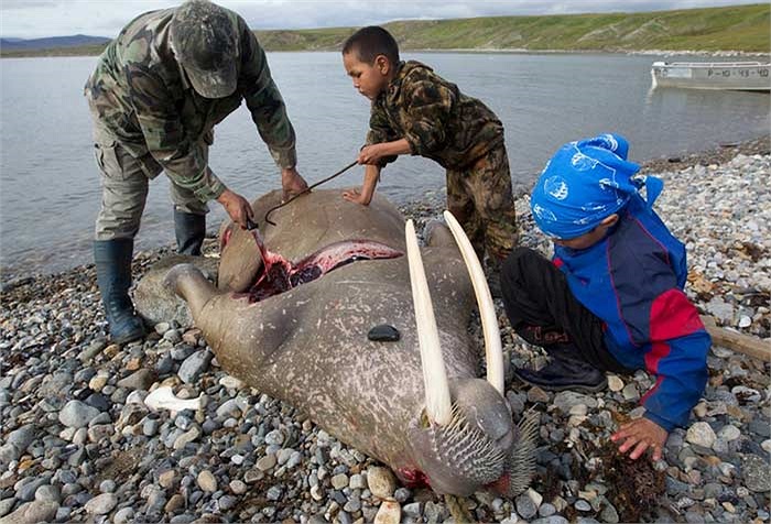 Những chú hải mã tội nghiệp bị giết ở ngoài khơi, sau đó sẽ được kéo vào bờ để xẻ thịt ngay bên bãi biển.