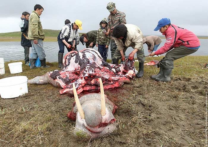 Thực phẩm và nguồn thu từ những con vật này đóng vai trò rất quan trọng trong đời sống của người dân nơi đây qua nhiều thế hệ.