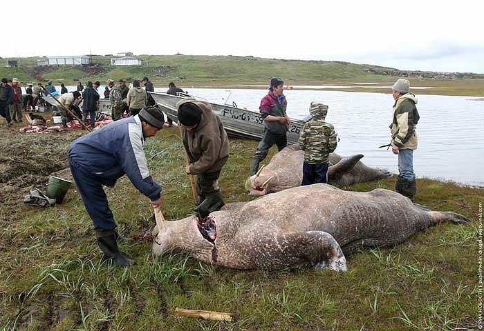 Khi vào mùa săn bắt, cả làng cùng nhau tổ chức săn bắt, xẻ thịt và phân chia chiến lợi phẩm.