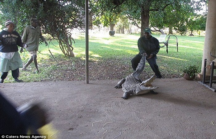 Hình ảnh một nhân viên cứu hộ đang nỗ lực kéo con cá sấu ra khỏi nhà, con cá quẫy rất mạnh sau khi được tháo dây.