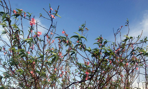 mùa hè, đào, thời tiết biến động, nở rực, mai