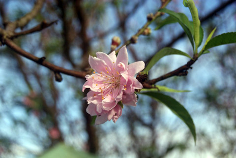 mùa hè, đào, thời tiết biến động, nở rực, mai