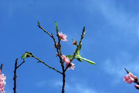 mùa hè, đào, thời tiết biến động, nở rực, mai