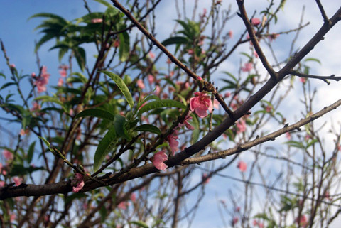 mùa hè, đào, thời tiết biến động, nở rực, mai