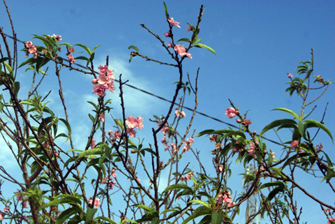 mùa hè, đào, thời tiết biến động, nở rực, mai