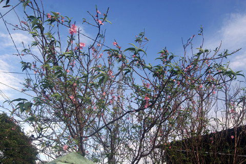 mùa hè, đào, thời tiết biến động, nở rực, mai