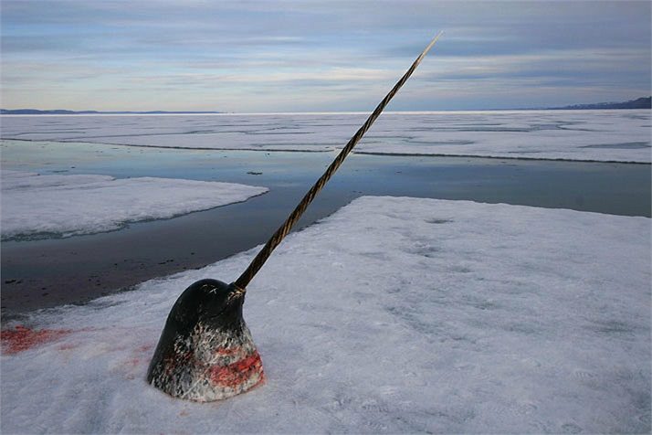 Những thợ săn bắn vào con vật nhưng nó không chết ngay mà vẫn đủ sức lặn sâu vào lòng biển. Vài ngày sau xác của nó mới nổi lên và một kẻ may mắn khác có thể được hưởng món hời. 