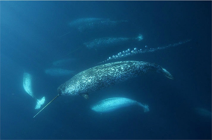 Một bức ảnh hiếm hoi về bầy kỳ lân đang di chuyển trong làn nước. Những dải bong bóng nối tiếp nhau tuôn ra từ lỗ phun nước trên lưng của một con đực trưởng thành. 