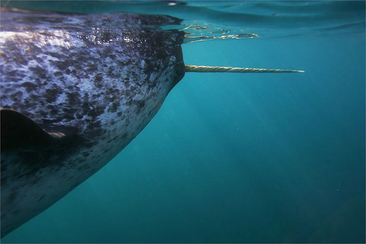 Con kỳ lân biển đang ngoi lên mặt nước để lấy hơi trước khi lặn sâu xuống đáy biển để tìm mồi. Thông thường chỉ những con đực trưởng thành mới mọc chiếc ngà duy nhất từ trong miệng, trường hợp kỳ lân cái có ngà là cực hiếm. 