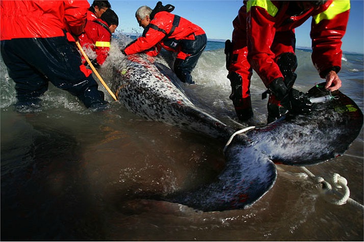 Trong một nỗ lực nghiên cứu và bảo tồn loài kỳ lân biển, các nhà khoa học đang tiến hành gắn máy phát vệ tinh lên một con đực trưởng thành. Việc nghiên cứu loài vật này trong vài năm gần đây đã có nhiều tiến triển.