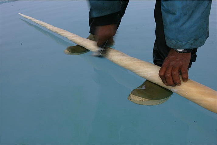 Người thợ săn đang dùng một chiếc bàn chải sắt để làm sạch chiếc ngà, làm lộ ra màu sắc tương tự như ngà voi của nó. Những chiếc ngà dài sẽ có giá trị lớn hơn. Chiếc ngà đẹp đẽ dài khoảng 3 mét này có thể mang lại cho người thợ săn khoảng 2000USD.