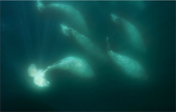 Hình ảnh phản quang từ lớp da của những con kỳ lân biển soi sáng vùng biển tối dưới lớp băng. Chúng là một trong những loài cá voi có khả năng lặn sâu nhất, có thể tới 1.500 mét trong vòng 25 phút. 