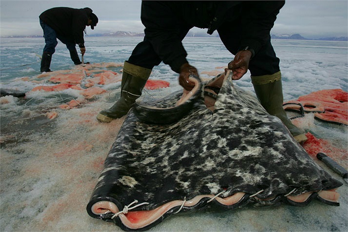 Ngoài chiếc ngà có giá trị thì lớp da của kỳ lân biển cũng được cánh thợ săn thu dụng. Người Eskimo có một món ăn truyền thống gọ là Muktuk được chế biến từ da cá voi. Đối với họ đó là một món ăn ngon.