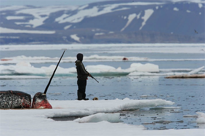 Chiếc đầu bị cắt rời của một con vật xấu số. Đó là cả một khoản thu nhập lớn. Tuy nhiên việc săn kỳ lân biển bằng súng có thể khiến cho chúng bị thương rồi sau đó chết chìm mà người bắn nó chẳng thu được lợi lộc gì. 