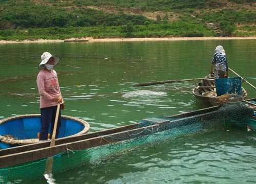 dầu tràn, ngư dân, khóc ròng, biển quy nhơn