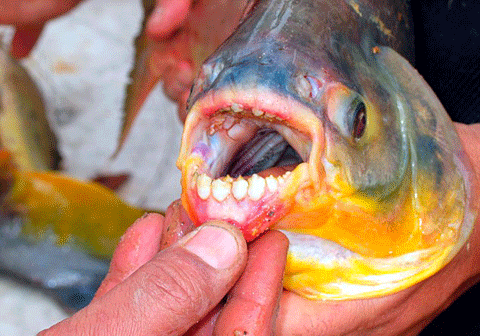 Quái cá cắn đứt tinh hoàn