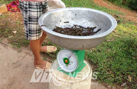 Nhiều người bỏ việc đồng áng đi bắt đỉa do thu nhập cao