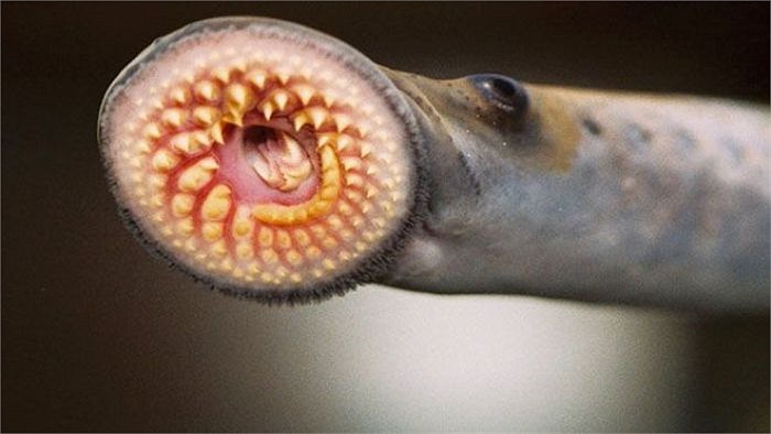 diem-mat-10-con-hut-mau-nguoi-ghe-ron-0.cache