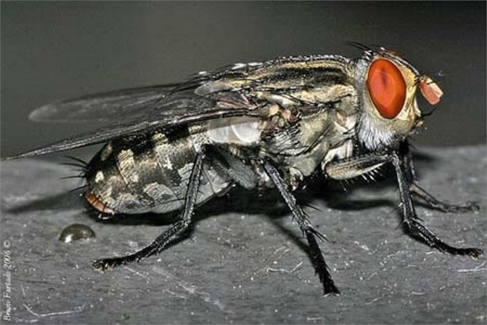 Ruồi trâu. Đây là loài côn trùng kí sinh chân khớp, bộ hai cánh, họ ruồi trâu (Tabanidae). Ở Việt Nam đã phát hiện hơn 80 loài ruồi trâu, trong đó loài phổ biến nhất kí sinh ở vật nuôi là Tabanus rubidus.