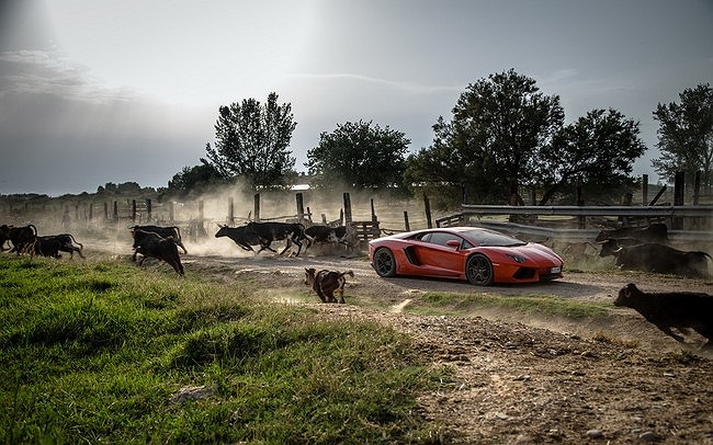 Lamborghini Aventador, siêu xe này bản tiêu chuẩn tiêu thụ xăng ít hơn bản roadster nhưng cũng góp mặt trong top những xe ngốn xăng nhất năm với mức 21,4/13,1/18,1 lít/100 km cho các loại đường cao tốc, đô thị và đường hỗn hợp. 