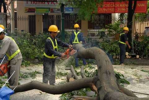 Hai thanh niên điều khiển hai chiếc xe máy này đã lọt trúng vào một khoảng trống khi cành cây to đổ xuống đường, may mắn thoát chết. 