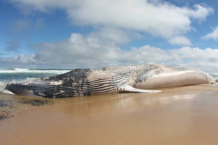 Cá voi xanh có thể lặn sâu 105m và lặn liên tục trong vòng 1 tiếng đồng hồ.