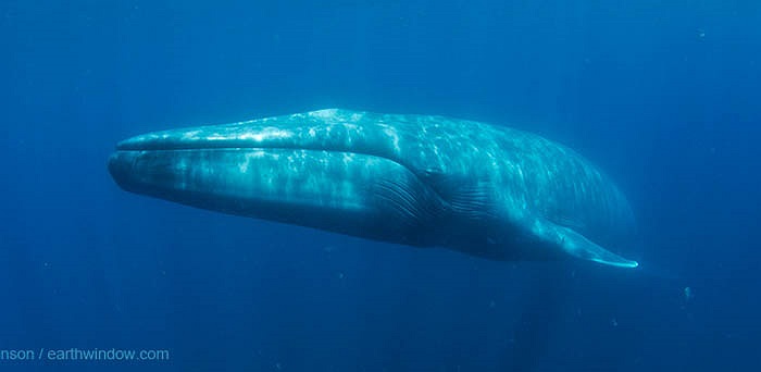 Cá voi xanh trưởng thành có chiều dài 25–27m. Con cá voi xanh dài nhất được biết đến là 33,50m.