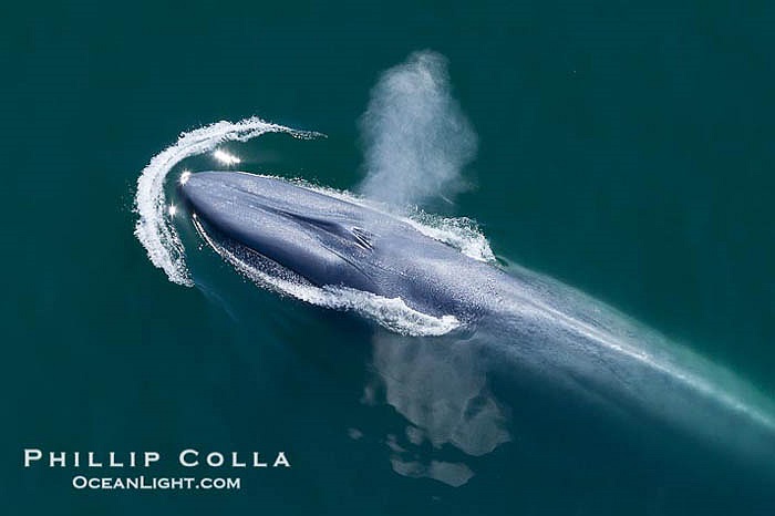 Với kích thước to lớn như vậy, cá voi xanh hầu như không có bất kì kẻ thù tự nhiên nào đáng lo ngại.