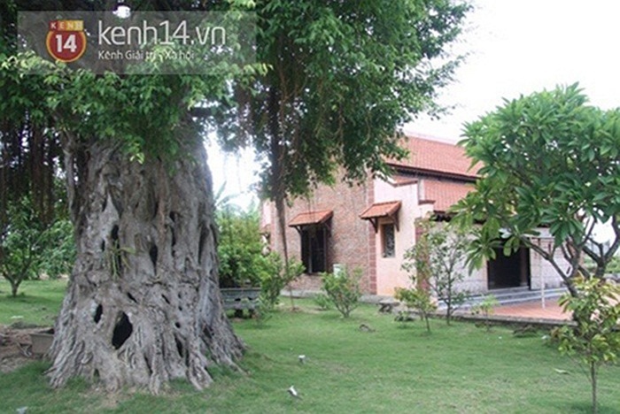 Trong vườn không thiếu những gốc cổ thụ.