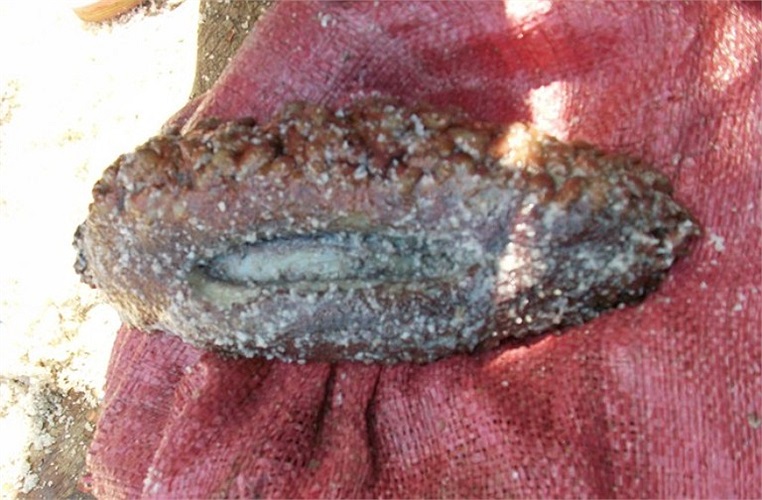 Trong số cả chục loại khác nhau của hải sâm, như đồn đột, áo tơi, ngậng, vải, da trăn... thì vú nàng đắt nhất, giá thị trường hiện này trên 1 triệu đồng/kg.