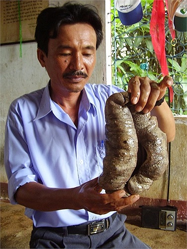 Theo ngư dân đảo Lý Sơn, từ trước đến nay, con vú nàng to nhất mà họ bắt được nặng gần 3kg. Sau khi bắt lên, vú nàng được mổ bụng, lấy ruột bỏ rồi đem ướp muối, sau đó nấu cháo hoặc ngâm rượu. 
