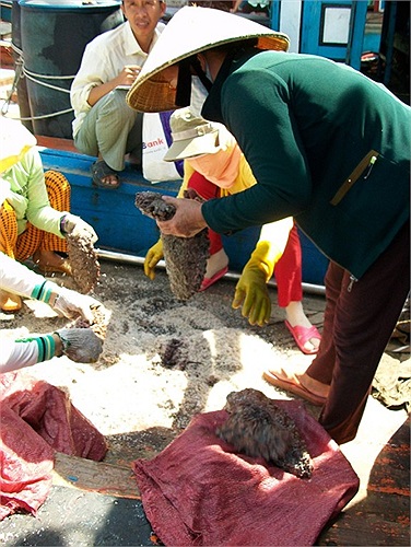 Nếu trên rừng có nhân sâm quý hiếm thì dưới biển có con vú nàng. Trong ảnh: Ngư dân Lý Sơn bán vú nàng vừa bắt được. Theo ngư dân này, khách hàng chủ yếu là những đàn ông có tiền, giám đốc... 