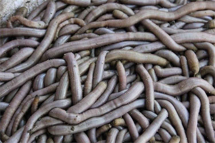 Cùng là họ hàng nên hình dáng của trùn biển giống trùn (giun) trên cạn, thế nhưng kích thước thì lớn hơn nhiều lần. Trùn biển sống nhiều tại một số cửa biển như Phổ Quang, Phổ Thạnh (huyện Đức Phổ).