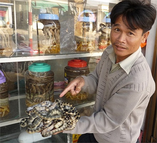 Con đẻn (rắn biển) cũng được ví như một loại viagra.