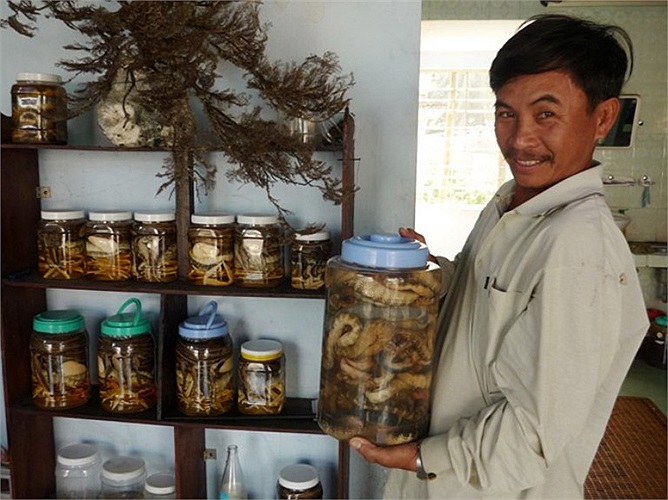 Cũng như vú nàng, ngoài tiết, mật đẻn cũng được lấy pha rượu. Mỗi thứ có tác dụng riêng: rượu mật thì hạ hỏa, tiêu đờm, tăng khí huyết; còn rượu tiết giúp bổ thận, tráng dương.