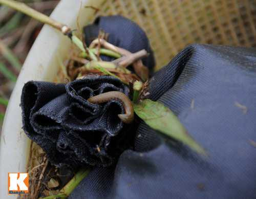 Mỗi người có thể bắt từ 5 lạng - 1 kg đỉa/ngày.